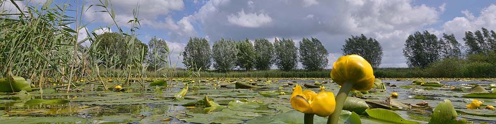 fotowand bloeiend plompeblad 